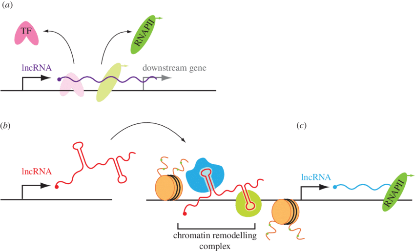 Demystifying Non-Coding RNA