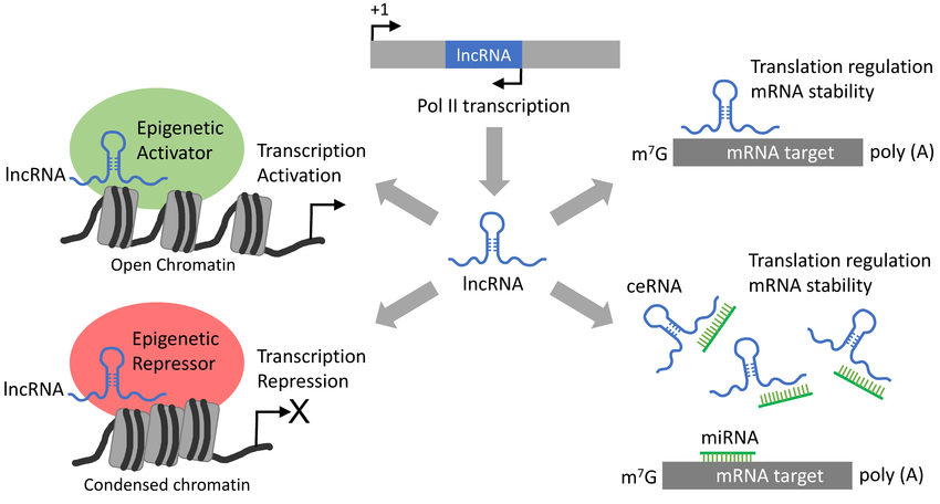 ncRNAs