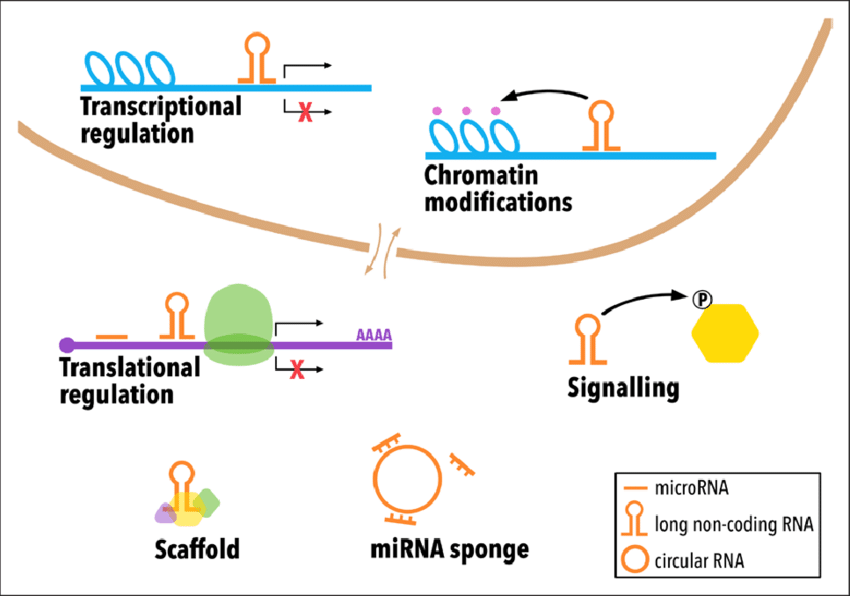ncRNAs