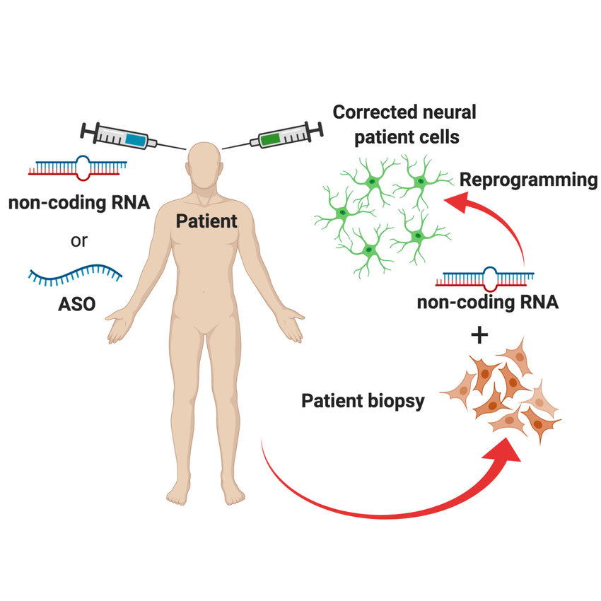  ncRNAs in Disease and Therapy
