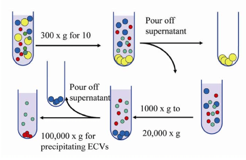 A typical ultracentrifugation protocol. In consecutive rounds of centrifugation and pouring off, the RCF(g) and the centrifugation time are increased to pellet smaller particles. After each of the first three centrifugations, pellets which contains dead cells and cell debries are discarded, and the supernatant is kept for the next step. In contrast, after the 100 000 g centrifugations, pellets (containing EVs) are kept, and supernatants are discarded. Pellet is resuspended in phosphate buffered saline (PBS) for further analysis. 