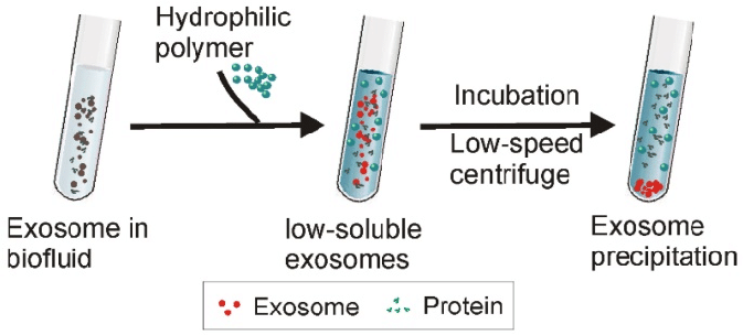 Schematic of Polymer Precipitation Strategy. After the addition of highly hydrophilic polymers to an exosome-containing solution, water molecules surrounding the exosomes are tied up by the polymers, lowering the solubility of the exosomes and inducing their subsequent precipitation. The exosomes can be easily collected with low-speed centrifugation.